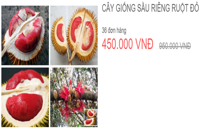 Không chỉ quả, cây giống sầu riêng độc lạ này cũng ở mức cao dao động ở mức 450.000 đồng đến 1 triệu đồng. Ảnh: Nhipsongkinhte.