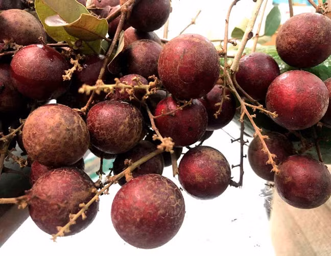 Tương tự, giống nhãn tím cũng được người tiêu dùng săn tìm vì mới lạ, độc đáo. Giống nhãn này do một nông dân ở Sóc Trăng phát hiện và trồng. Ảnh: Vietnamnet.