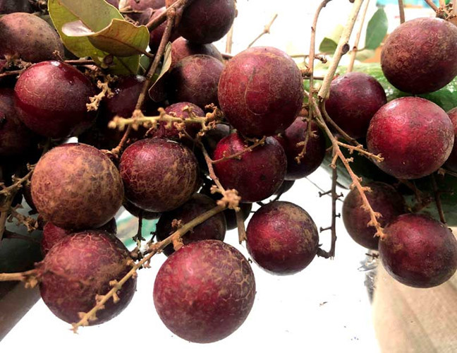 Tương tự, giống nhãn tím cũng được người tiêu dùng săn tìm vì mới lạ, độc đáo. Giống nhãn này do một nông dân ở Sóc Trăng phát hiện và trồng. Ảnh: Vietnamnet.