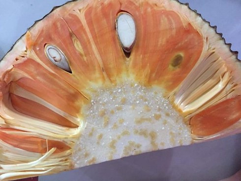 Nếu bán theo quả, mít ruột đỏ có giá từ 90.000 – 160.000 đồng/kg, còn mít bóc múi sẵn sẽ bán giá từ 200.000 – 350.000 đồng/kg. Ảnh: Dân Việt.