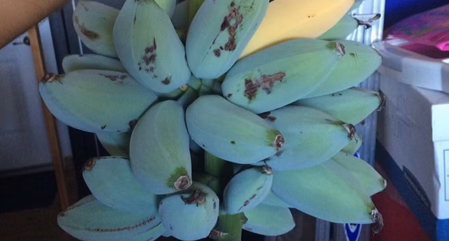 Để được thưởng thức loại chuối này, người mua phải bỏ ra một số tiền không hề nhỏ. Giá bán chuối dao động từ 29-97 USD (tương đương khoảng 675.000-2,2 triệu đồng) cho mỗi nải. Ảnh: Wide Open Eats.