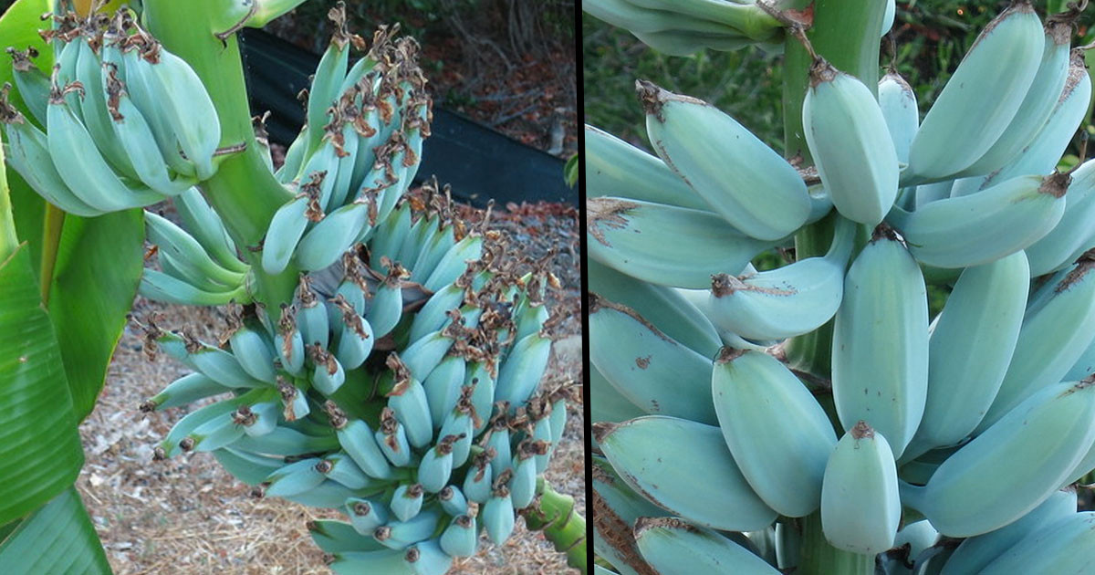 Trước đây, do số lượng hạn chế nên nhiều thực khách hiều kỳ ở các nước đến tận Hawaii hoặc tìm đến những công ty phân phối để đặt hàng. Ảnh: Twentytwowords.