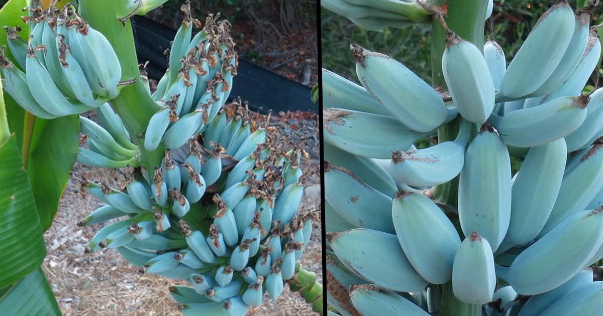 Trước đây, do số lượng hạn chế nên nhiều thực khách hiều kỳ ở các nước đến tận Hawaii hoặc tìm đến những công ty phân phối để đặt hàng. Ảnh: Twentytwowords.