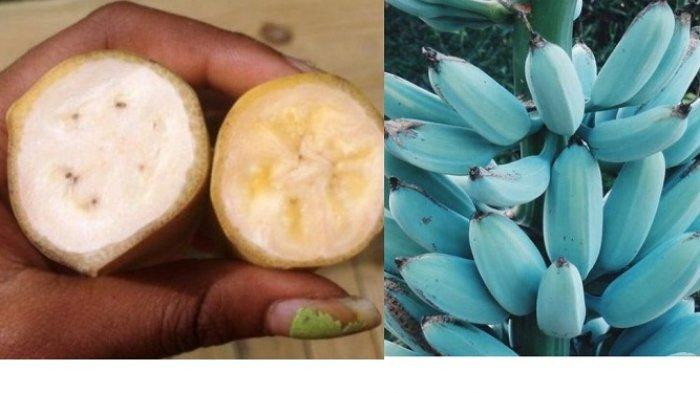 Cũng chính vì đặc điểm này mà chuối Blue Java nó còn có tên gọi khác là chuối Ice Cream. Ảnh: Warta Kota.