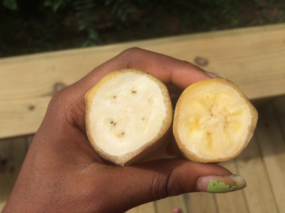 Tuy nhiên, sắc xanh da trời chỉ tồn tại trong khoảng thời gian ban đầu. Khi chín, chuối sẽ dần chuyển sang màu vàng nhạt. Ảnh: Ablog.