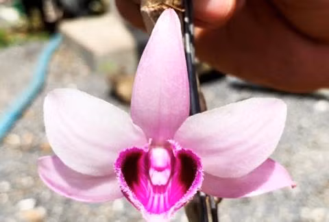 Chi 5 ty mua Gia hac Ma Bo dot bien: Thuong vu lo bich?-Hinh-2