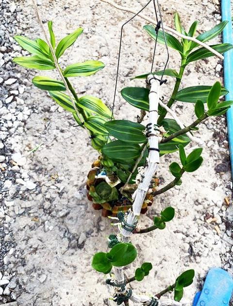 Chi 5 ty mua Gia hac Ma Bo dot bien: Thuong vu lo bich?