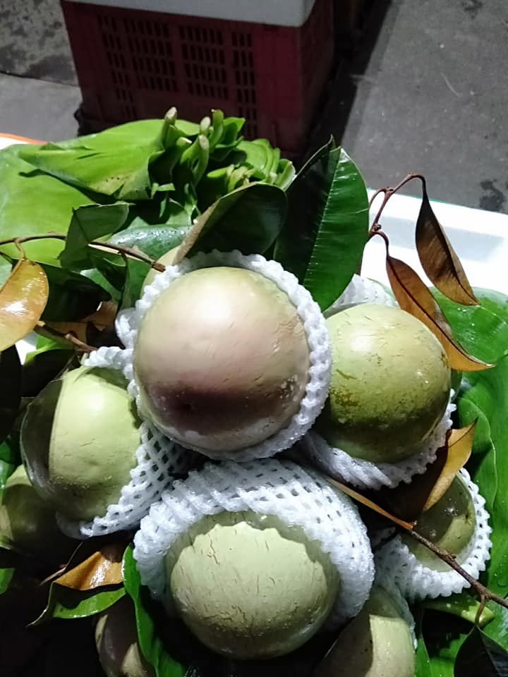 Trước khi xuất khẩu sang Mỹ, vú sữa phải được chiếu xạ, bọc từng quả riêng trong túi nilon để tránh lây lan dịch bệnh từ quả này sang quả khác. Ảnh: FB Dương Ngọc Lan.