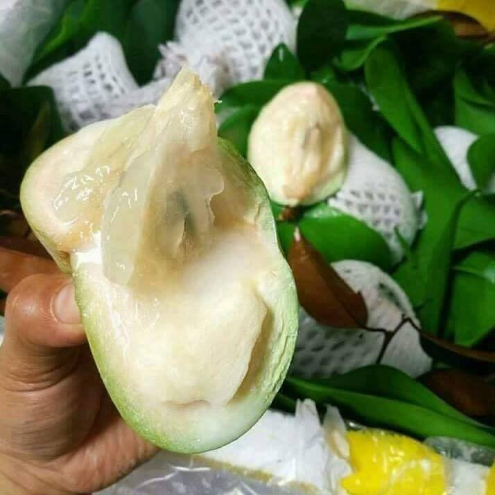 Việt Nam cũng là nước đầu tiên được cấp phép xuất khẩu vú sữa sang thị trường Mỹ. Ảnh: Sach+.