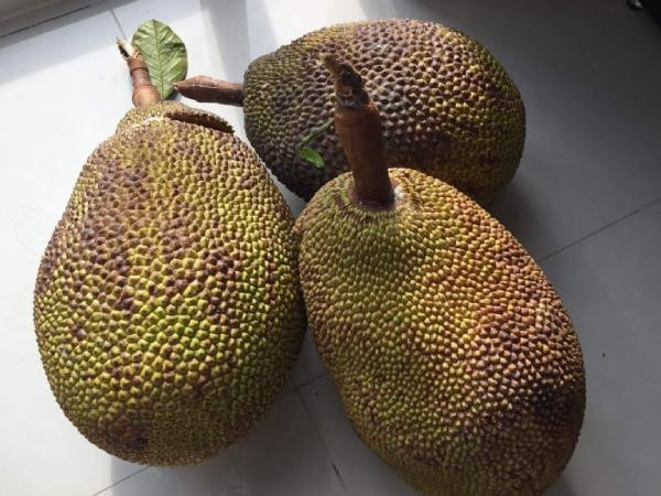 Mau la va dat gap 10 lan loai thuong, mit nay co gi dac biet?