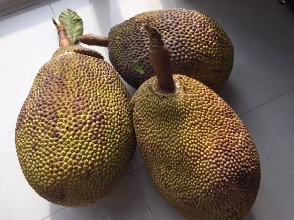 Mau la va dat gap 10 lan loai thuong, mit nay co gi dac biet?