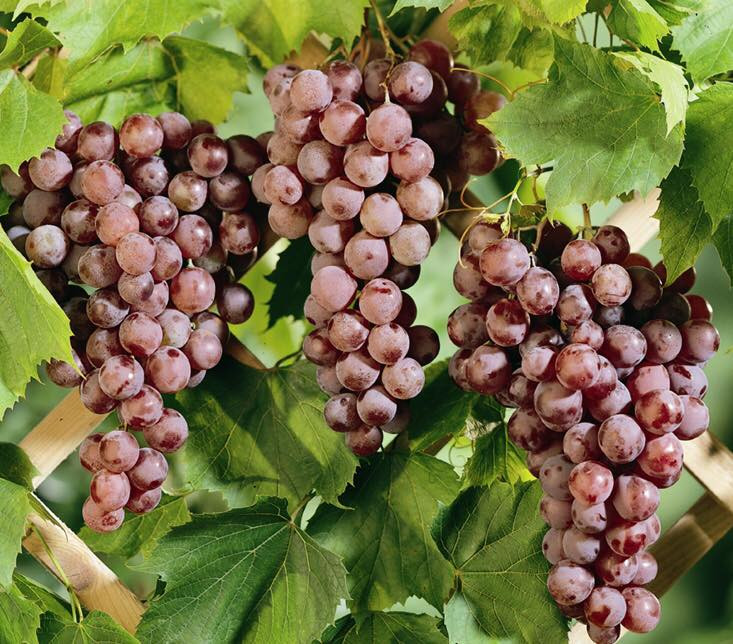 Đây là loại nho không hạt nhỏ nhất trên thế giới, thường được người Nhật thu hoạch từ tháng 6 đến tháng 10.