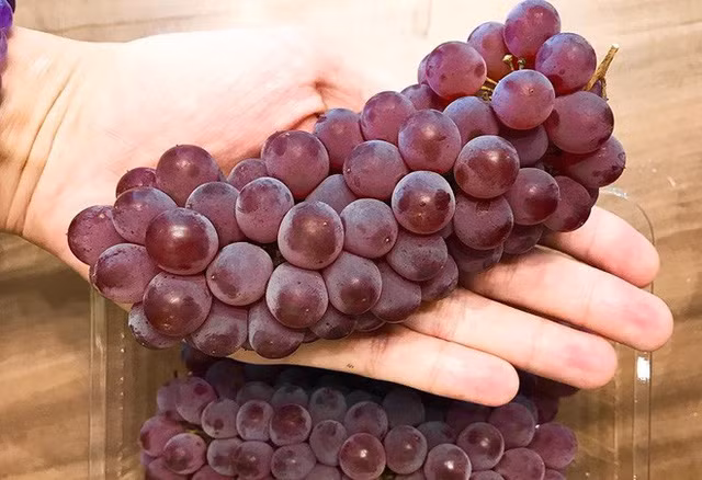 So với một số giống nho nhập khẩu từ Hàn Quốc, Mỹ hay Úc...thì nho chuỗi ngọc đắt hơn. Thế nhưng so với các dòng nho Nhật Bản thì chúng chưa hẳn là đắt nhất. Cách đây không lâu, thị trường cũng rộ lên nho Ruby Roman có giá từ 5,5 - 11 triệu đồng/chùm.