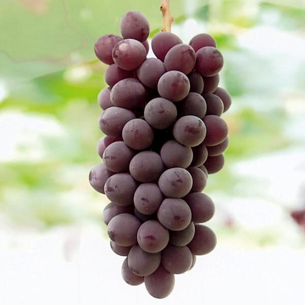 Nho chuỗi ngọc lần đầu được giới thiệu tại Delaware, bang Ohio, Mỹ vào năm 1850. Đến những năm 1870, nho chuỗi ngọc được mang đến Nhật và từ đó tạo nên thiên đường các loại rượu vang từ giống nho này do chính người Nhật tạo nên.