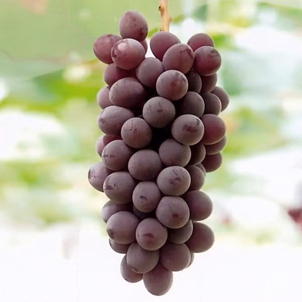 Nho chuỗi ngọc lần đầu được giới thiệu tại Delaware, bang Ohio, Mỹ vào năm 1850. Đến những năm 1870, nho chuỗi ngọc được mang đến Nhật và từ đó tạo nên thiên đường các loại rượu vang từ giống nho này do chính người Nhật tạo nên.