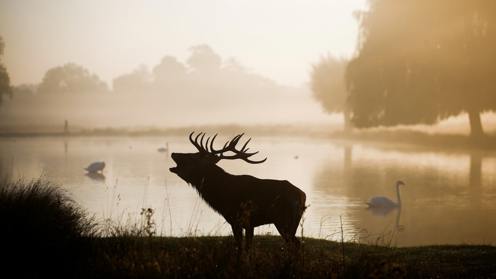 Benh dich “xac song” lan tran o My de doa den con nguoi