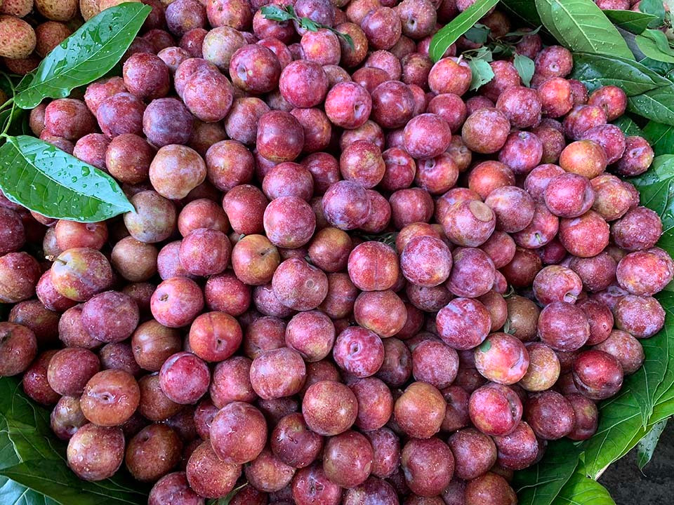 Can Tet Doan Ngo, hoa qua ‘giet sau bo’ tang gia phi ma-Hinh-2