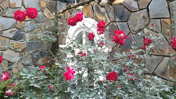 Từng góc nhỏ trong khuôn viên đều được phủ xanh bằng cây và hoa. Ảnh: Tiền phong.