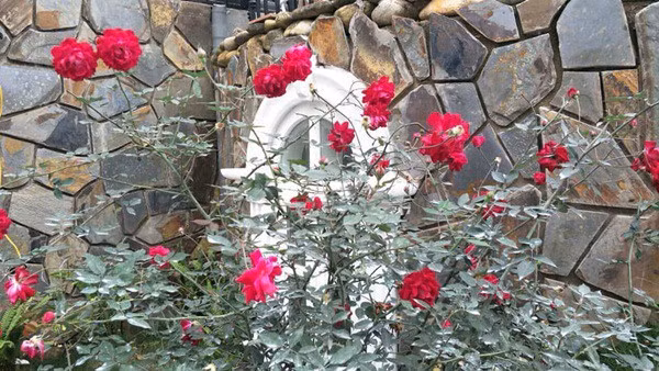 Từng góc nhỏ trong khuôn viên đều được phủ xanh bằng cây và hoa. Ảnh: Tiền phong.