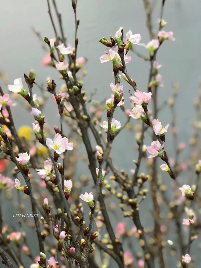 Hơn nữa, anh đào Sakura còn có thể chơi trong thời gian dài 10 - 12 ngày. Ảnh: Facebook.