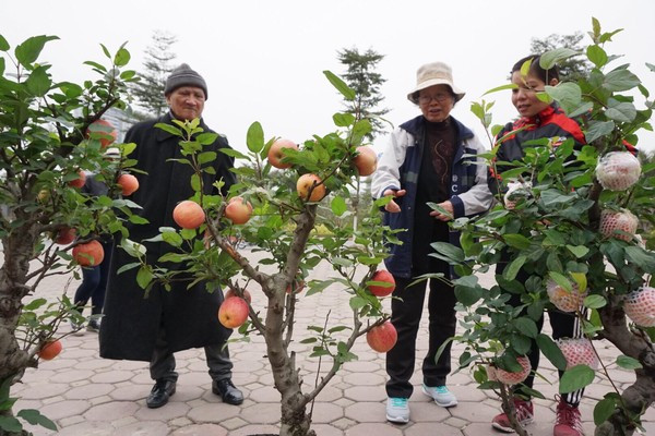 Ngoài ra, cũng phải kể đến những chậu táo đỏ bonsai Trung Quốc sai trĩu quả được rao bán từ 2,5-3 triệu đồng. Ảnh: Saostar.