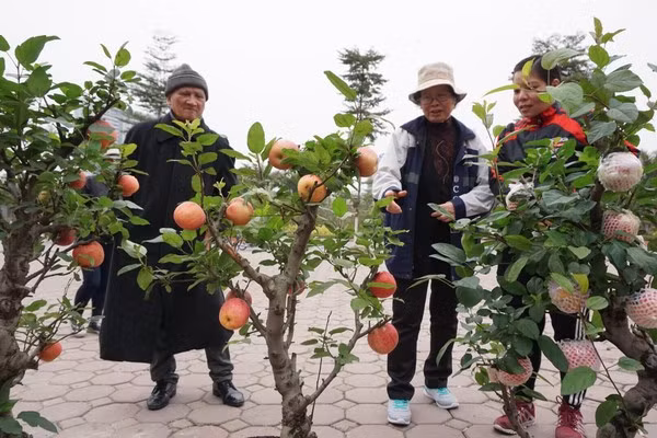 Ngoài ra, cũng phải kể đến những chậu táo đỏ bonsai Trung Quốc sai trĩu quả được rao bán từ 2,5-3 triệu đồng. Ảnh: Saostar.