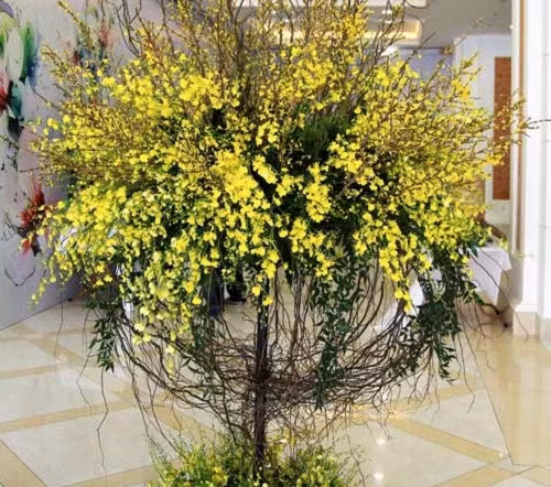 Nhìn thoáng qua, hoa mai Mỹ khá giống hoa mai Việt Nam với bông hoa màu vàng rực rỡ, cánh mảnh nhưng mỗi cành đều cao chừng 1 mét. Ảnh: ĐSPL.