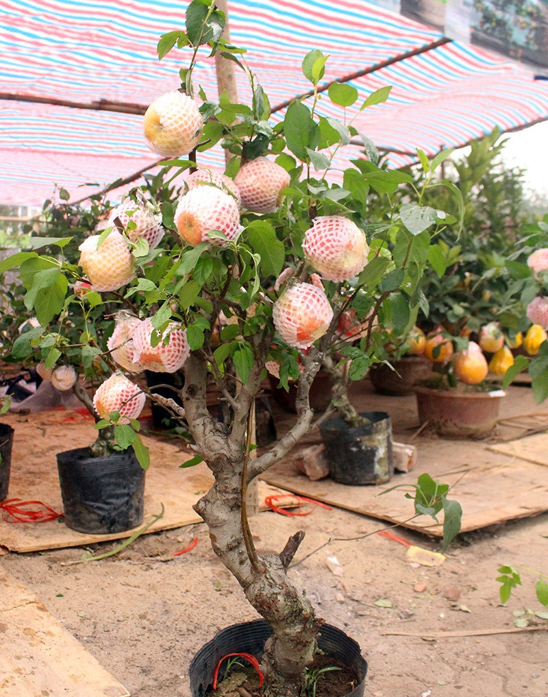 Táo bonsai được ưa chuộng bởi màu sắc bắt mắt và có thể chơi được vài tháng. Ảnh: Dân Việt.