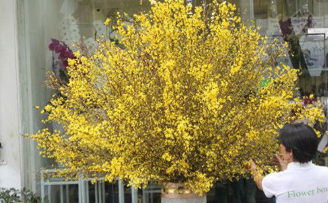 Tương tự, hoa mai Mỹ cũng là mặt hàng đắt đỏ ở Việt Nam mỗi dịp Tết đến. Mỗi cành mai Mỹ dao động từ 190.000 - 450.000 đồng/cành. Ảnh: Infonet.
