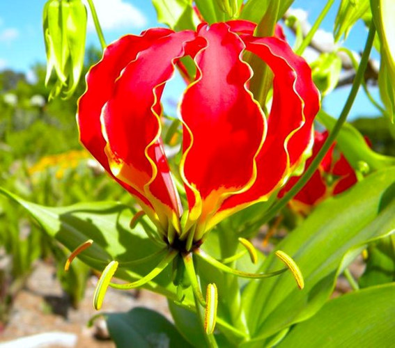 Cũng được nhập khẩu từ Nhật Bản, hoa ly lửa có giá lên tới 400.000 đồng/cành. Ảnh: Etsy.