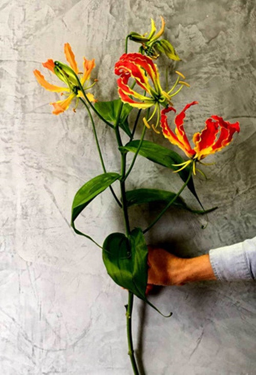 Để có một bình hoa ly lửa trang trí nhà ngày Tết, người chơi phải mua ít nhất 3 cành, khoảng 1,2 triệu đồng. Ảnh: Vietnamnet.