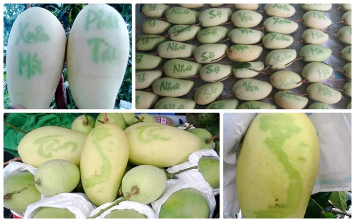 Nếu như bình thường, giống xoài Đài Loan được bán với giá vài chục nghìn/kg thì những ngày giáp Tết, xoài thư pháp có giá lên tới 200.000 - 300.000 đồng/trái. Ảnh: VOV.