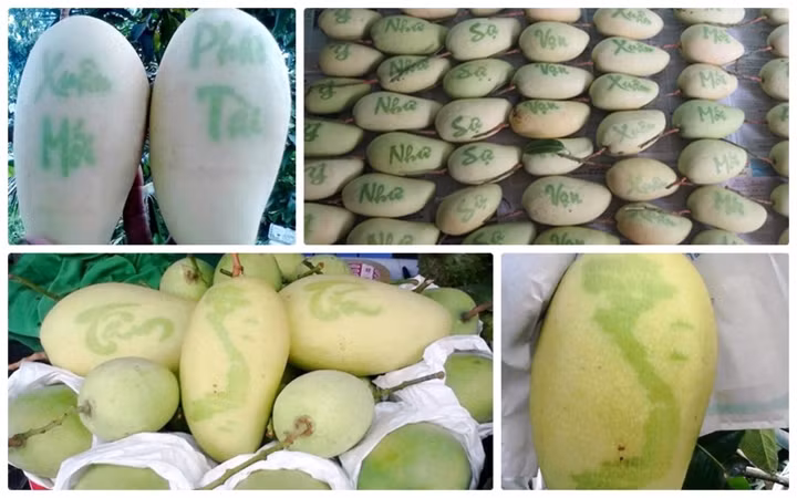 Nếu như bình thường, giống xoài Đài Loan được bán với giá vài chục nghìn/kg thì những ngày giáp Tết, xoài thư pháp có giá lên tới 200.000 - 300.000 đồng/trái. Ảnh: VOV.