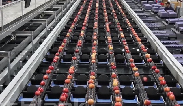 Phân loại kích cỡ.