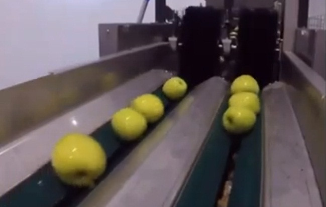  Táo được vận chuyển bằng các máng nước để đảm bảo chúng không bị bầm dập.