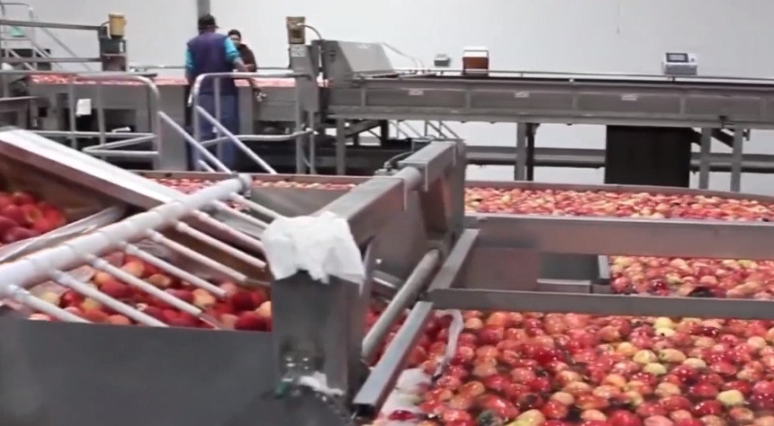 Trước hết, những quả táo sẽ được phân loại, đánh giá chất lượng.