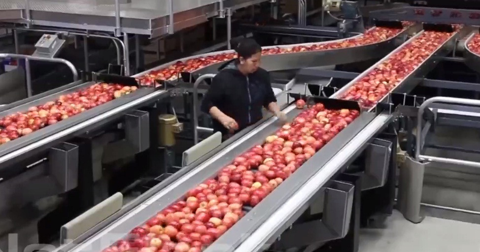 Sau khi làm khô, công nhân tiếp tục làm nhiệm vụ loại bỏ táo không đạt yêu cầu.