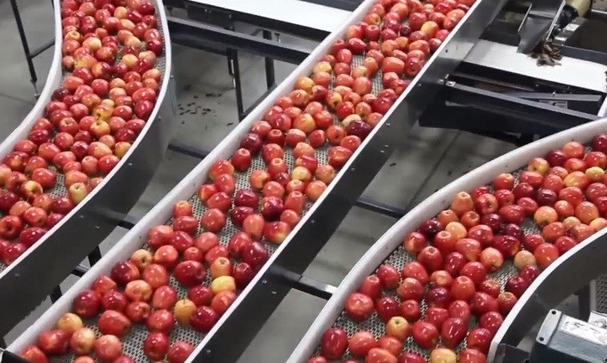 Tiếp theo, các quả táo được phân loại dựa theo chất lượng và đóng gói.