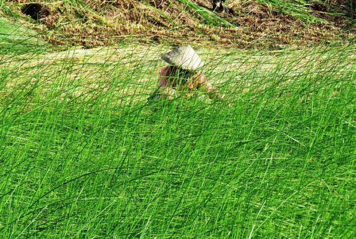 Nhờ đó, tính bình quân, người trồng thu lợi nhuận gần 100 triệu đồng/ha. Ảnh: Thegioitre.