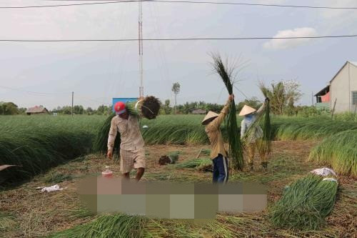 Giá thương lái thu mua tại ruộng dao động từ 10.000 - 16.000 đồng/kg, cao hơn cùng kỳ so với năm trước. Ảnh: TTXVN.