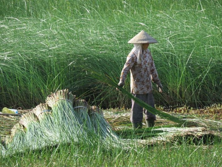 Thêm nữa, khi thu hoạch lác không phải mất tiền thuê máy móc như trồng lúa. Ảnh: Thegioitre.