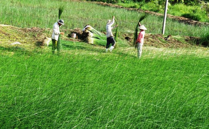 Hiện đang là mùa thu hoạch cỏ lác ở Trà Vinh. Ảnh: Thegioitre.