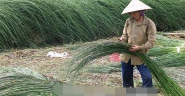 Từ loài cây hoang dã bỏ đi và ít có giá trị sử dụng, đến nay cây cỏ lác đã trở thành cây trồng chủ lực của nhiều nông dân ở huyện Càng Long, tỉnh Trà Vinh. Ảnh: TTXVN.