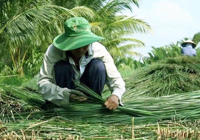 Sau khi trồng khoảng 4 – 5 tháng, cây lác đến độ trưởng thành là có thể thu hoạch. Ảnh: Dân Việt.