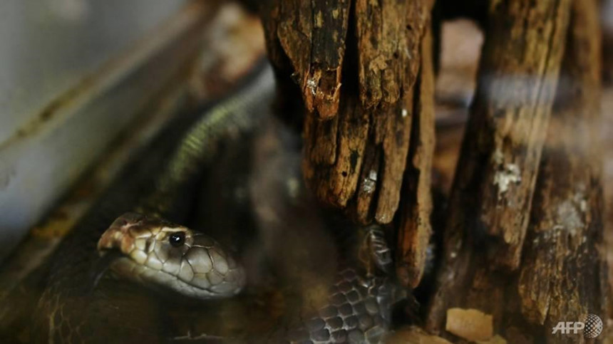 Hai hung manh dat cua nhung vu ran doc rinh rap trong dem