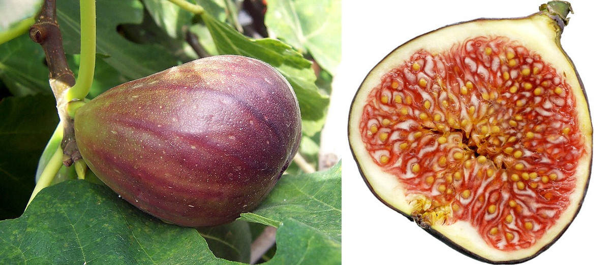 Cũng theo chị Vân Anh, sung Nhật Bản có vị khác hẳn so với sung thường, vị ngọt đậm đà, ăn bùi, phần thịt dày nhiều nước, thích hợp giải nhiệt trong ngày hè nóng bức. Ảnh: Kannonyama.