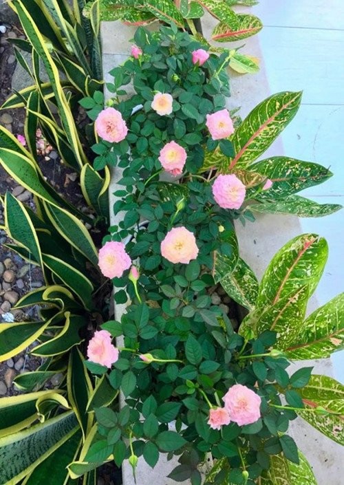 Mọi khoảng trống như sân thượng, lối đi, tường rào xung quanh…đều được Quyền Linh tận dụng trồng cây và hoa. (Ảnh: NLĐ)