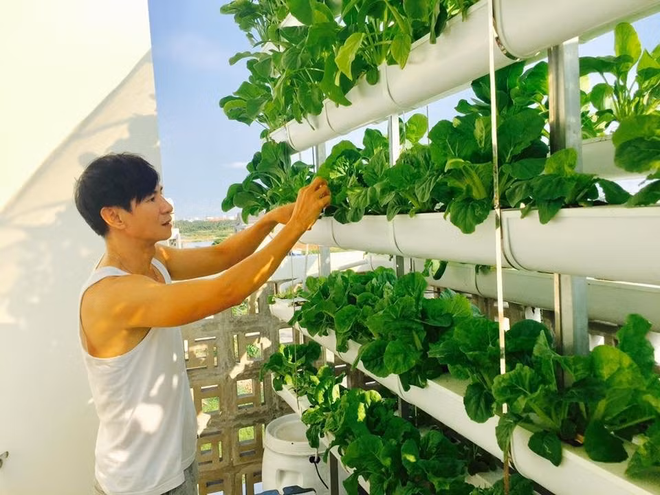 Trên sân thượng, Lý Hải – Minh Hà đầu tư thiết kế hệ thống thủy canh dạng đứng với mái che để giảm bớt ánh nắng và mưa trực tiếp xuống làm hỏng rau. Xung quanh vẫn có độ thoáng để rau phát triển tươi tốt. (Ảnh: FBNV)