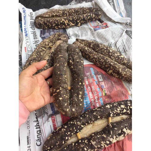 Hải sâm tự nhiên ngày càng hiếm, giá thành vào mức khoảng 3.000-3.500 USD/kg (tương đương 70 - 81 triệu đồng). Ảnh: Sendo.