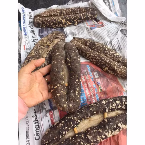 Hải sâm tự nhiên ngày càng hiếm, giá thành vào mức khoảng 3.000-3.500 USD/kg (tương đương 70 - 81 triệu đồng). Ảnh: Sendo.